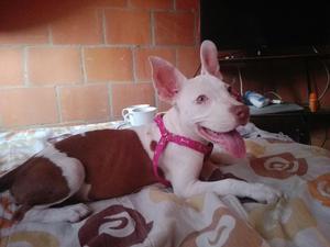 Pitbull 3 Meses Washat 