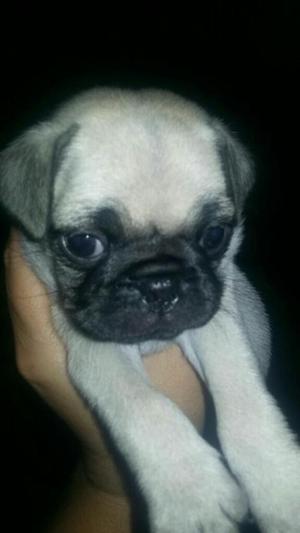 Pug Carlino Macho