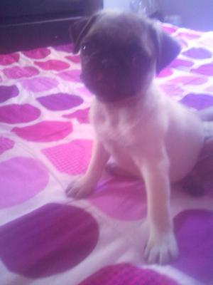 Pug Varata para La Venta