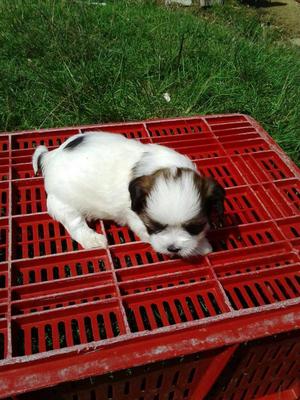 SHIH TZU TRICOLOR, GARANTIZADOS EN VENTA