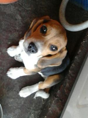 Se Vende Beagle Perro en La Estrada