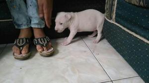 Se Vende Pitbull Hembra