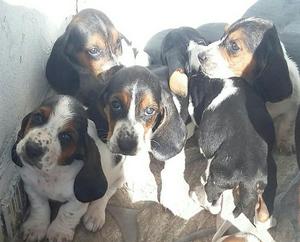 Se Venden Cachorros Salchichas Muy Amoro