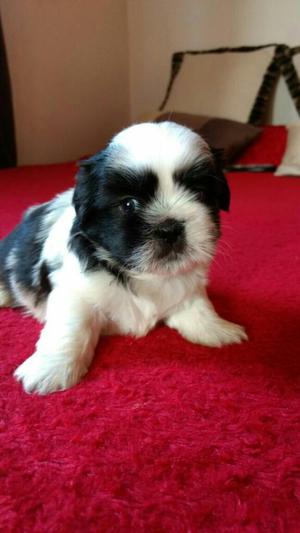 Shihtzu