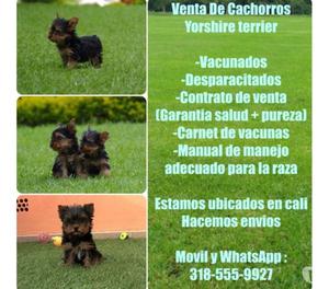 Tienda De Mascotas Vende Yorkshire Terrier Miniaturas Finos