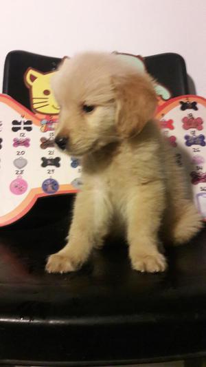 Vendo Bellos Golden Retriever