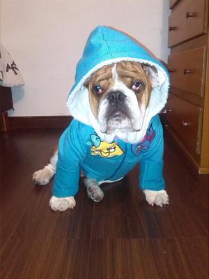 Vendo Cachorro Bulldog