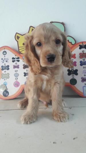 Vendo Cocker Spaniel Macho Y Hembra