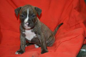 Vendo Perro Pitbull American Terrier