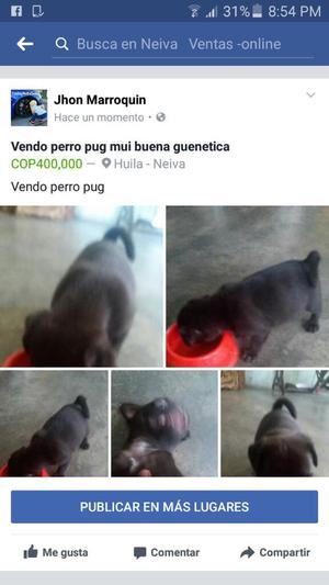 Vendo Perro Pug Buena Guenetica