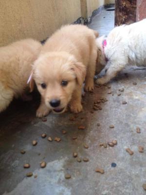 cachorros golden retriever