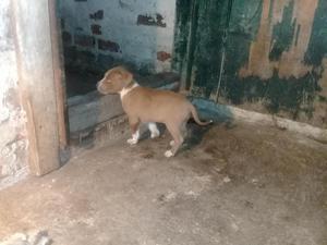 cachorros pitbull