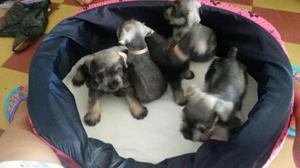 hermosos schnaucer minis puros