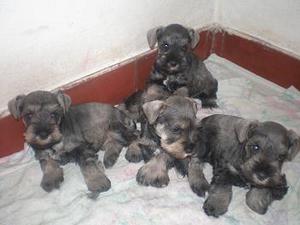 hermosos schnaucer minis puroshay una hembrita blanca