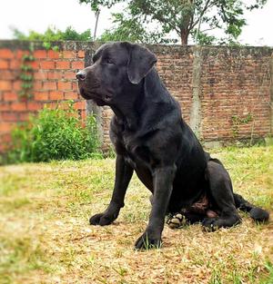 labrador con pedigre busca novia