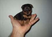 pincher, mini, french poodle minitoy super miniatura lobos