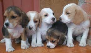 tiernos cachorritos beagle