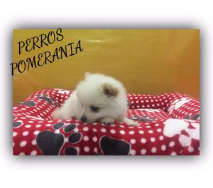 CACHORRITOS POMERANIA