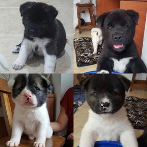 Akita Hembra Disponible