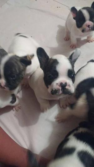 BULL DOG FRANCES HERMOSOS CACHORROS A LA VENTA