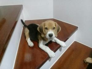 Beagle de 2 Meses Y Medio Hermoso