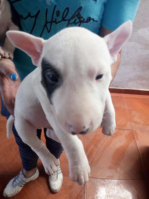 Bullterrier