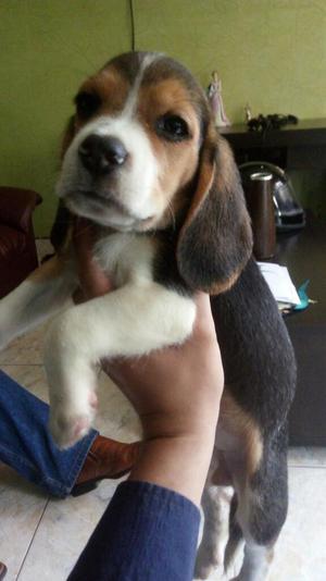 Cachorros Beagle Tricolor