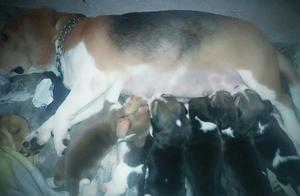 Cachorros Beagles Tricolor Disponibles