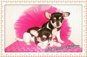 Chihuahuas hembras arlequin!!!en colombia