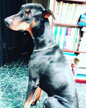 Doberman Busca Novia