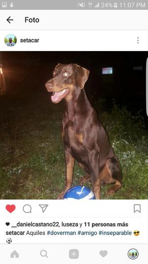 Doberman Busca Novia