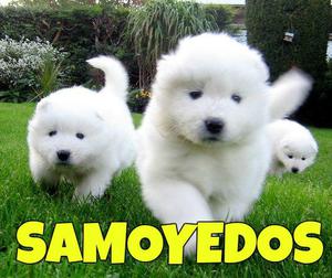 ***FUERTES SAMOYEDOS A LA VENTA CERTIFICADOS ****