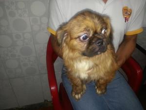 Hermosa Pareja Hembra Y Macho de Pekines