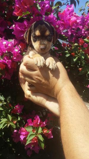 Hermosa Pinscher