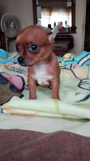 Hermosas Cachorras de Chihuahua