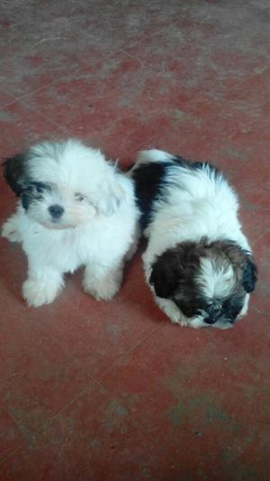 Hermosos Cachorros Shih Tzu Mini