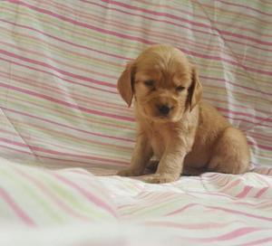 Hermosos Cocker Spaniel Caramelo