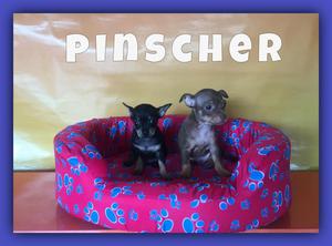 LOS MAS LINDOS PINSCHER.. PINCHER