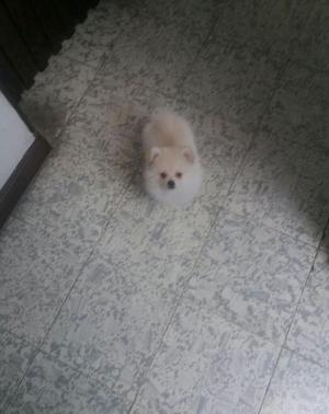 Lindo Pomerania