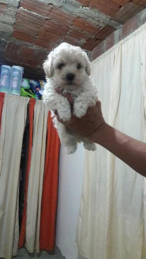 Lindo Y Tierno French Poodle Mini Tacita