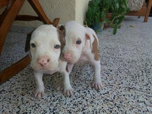 Raza Pit Bull Apbt.