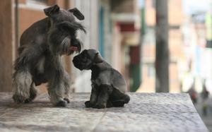 Schnauzer Sal y pimienta mini pelo de alambre.