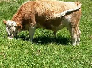 Se Vende Ternero Simmental