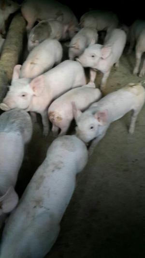 Se Venden Cerdos Destetos