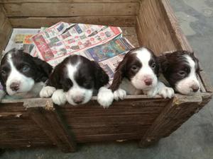 Springuer Spaniel