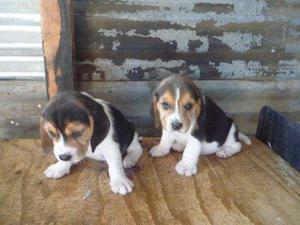 Tiernos Cachorros De Raza Beagle Tricolor Disponibles Llame