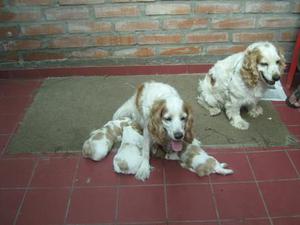 VENDO CACHORRITA COKER SPANIEL PURA