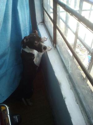 Vendo Cachorra con 2 Meses I Medio Pinbu