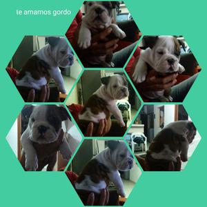 Vendo Cachorro Bulldog Ingles