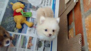 Vendo Cachorro Pomerania $